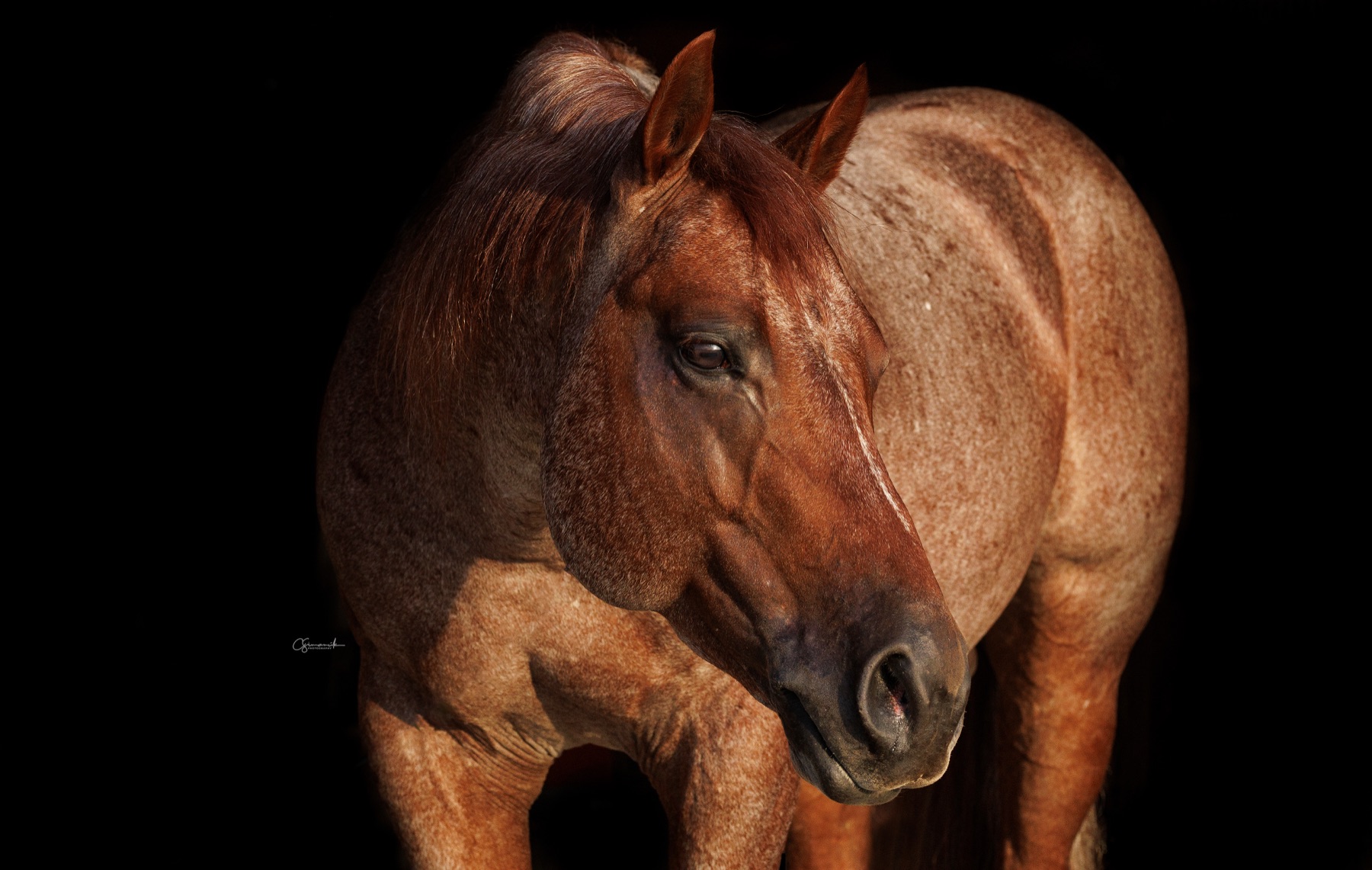 Hazardouz Material portrait in warm light against a black background