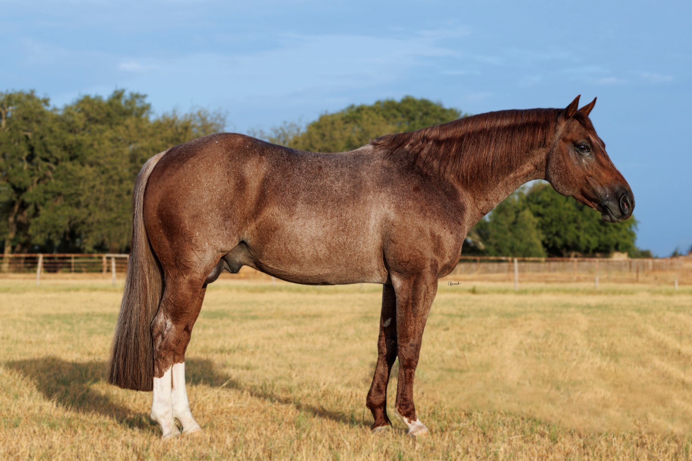 Full side conformation profile of Hazardouz Material, red roan stallion, standing in a summer pasture