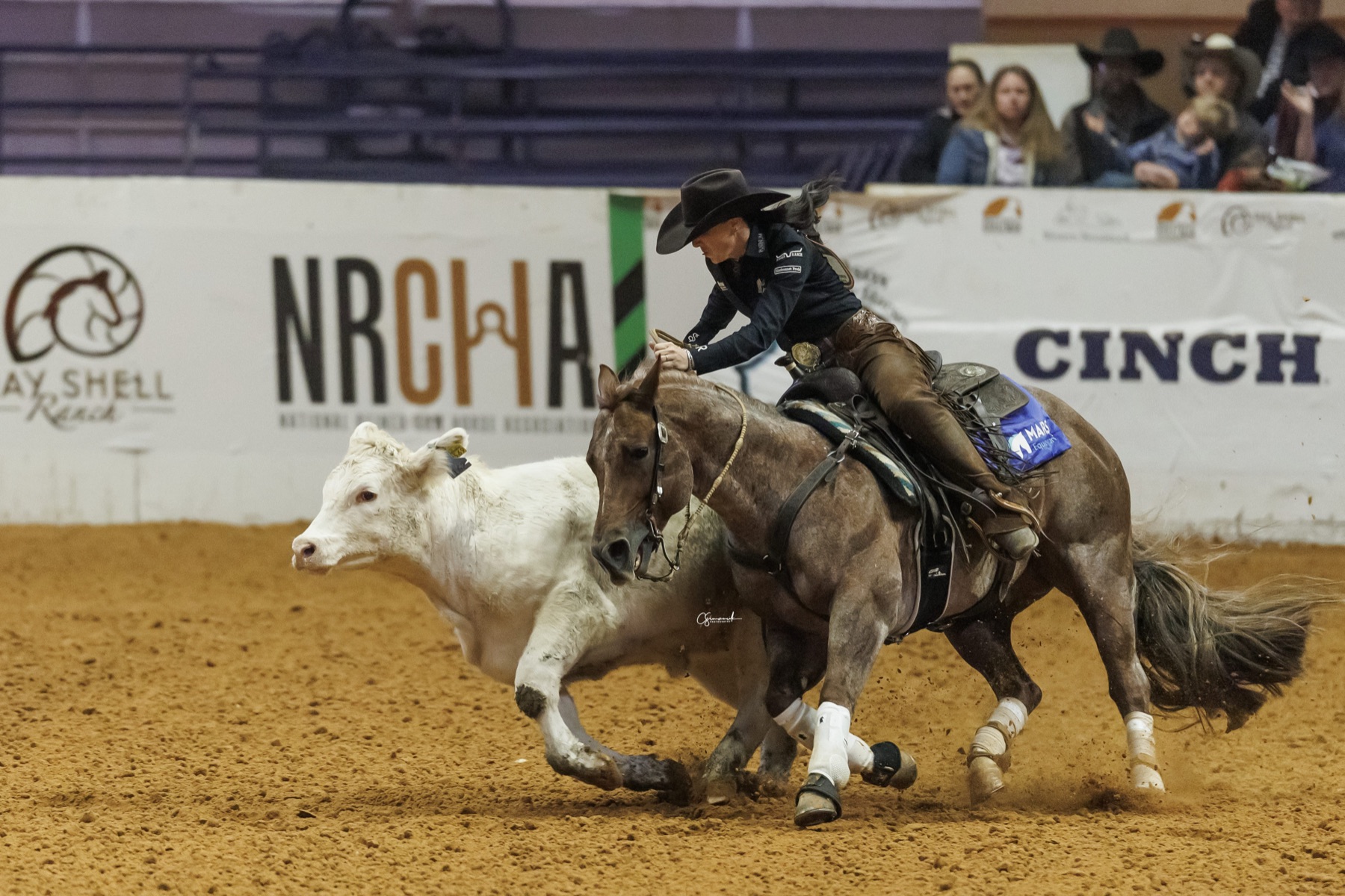 Hazardouz Material driving a cow down the fence at the World's Greatest Horseman